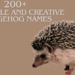 200+ Adorable and Creative Hedgehog Names