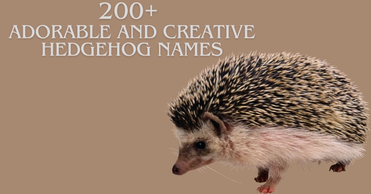 200+ Adorable and Creative Hedgehog Names