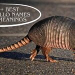 250+ Best Armadillo Names with Meanings