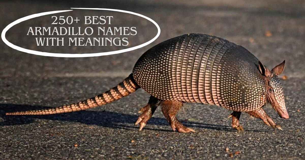 250+ Best Armadillo Names with Meanings