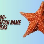 250+ Best Starfish Name Ideas