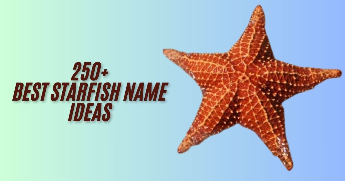 250+ Best Starfish Name Ideas