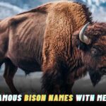 250+ Famous Bison Names with Meanings