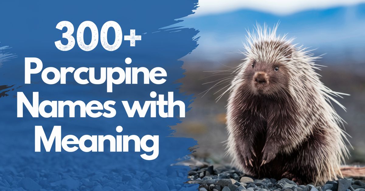 300+ Porcupine Names with Meaning + (Try Our AI Generator)