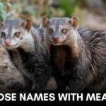 330+ Mongoose Names With Meaning 