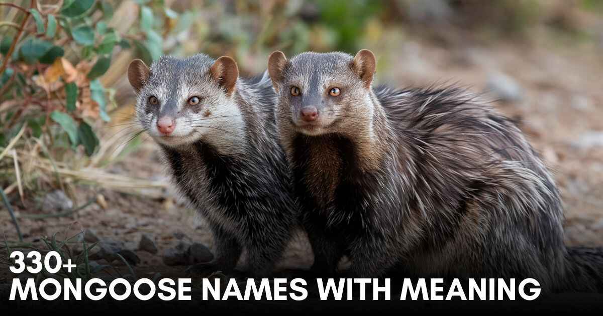 330+ Mongoose Names With Meaning 