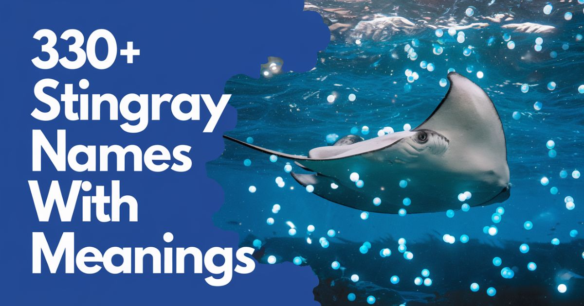 330+ Stingray Names with Meanings