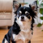 350+ Best Chihuahua Names With Meaning