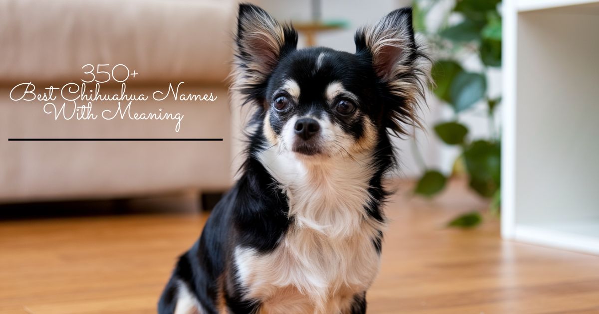 350+ Best Chihuahua Names With Meaning