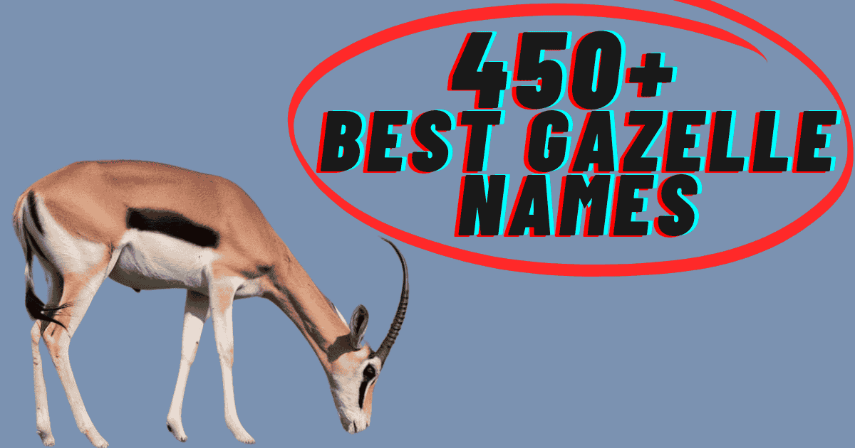 450+ Best Gazelle Names