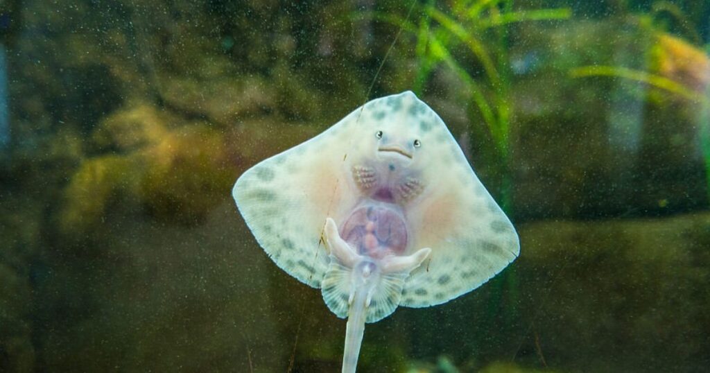 Baby Stingray Names