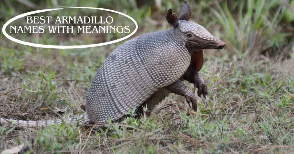 Best Armadillo Names with Meanings