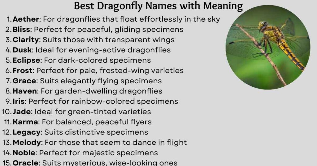 Best Dragonfly Names with Meaning