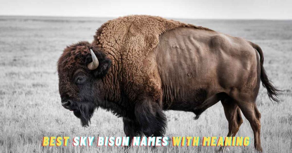 Best Sky Bison Names with Meaning