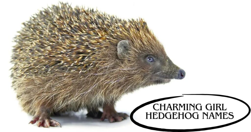 Charming Girl Hedgehog Names