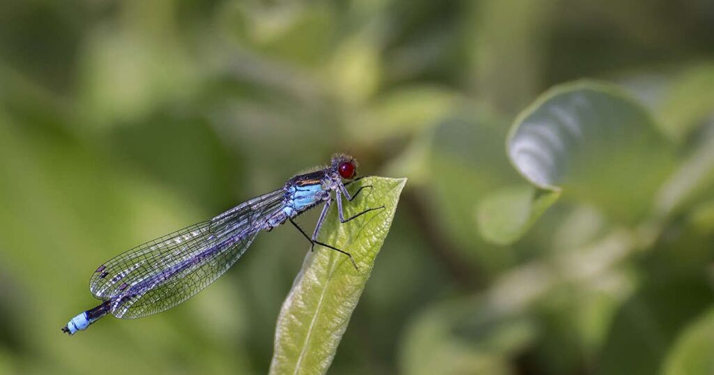 Cute Dragonfly Names