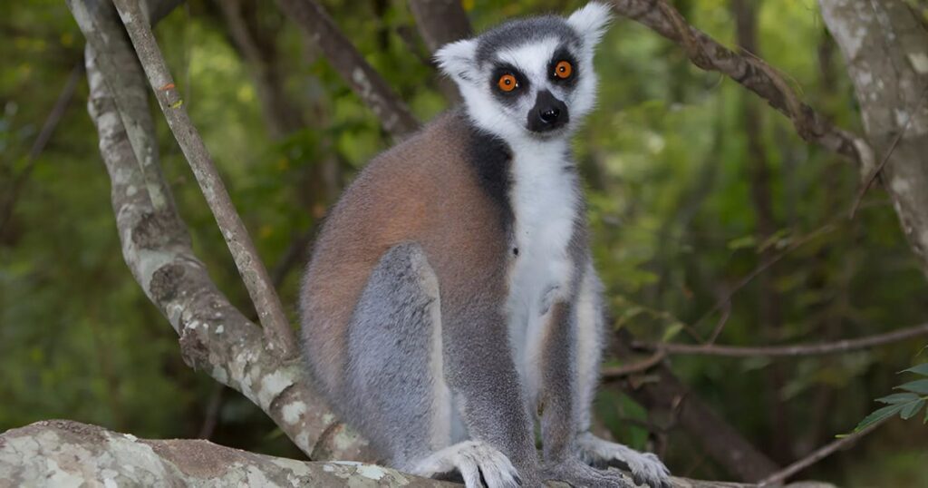 Famous Lemur Names With Origin