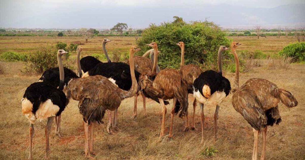 Famous Ostrich Names