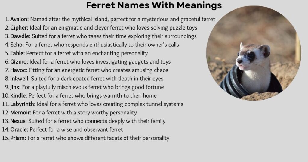 Ferret Names (With Meanings)