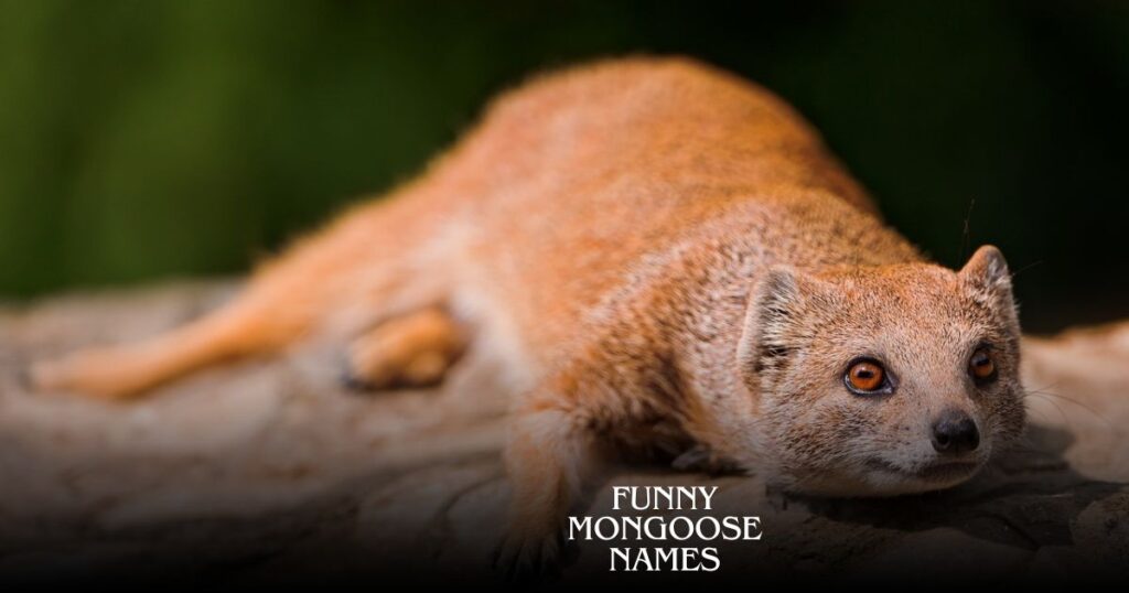 Funny Mongoose Names