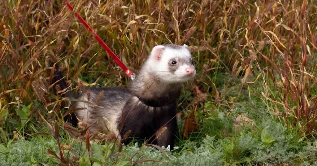 Girl Ferret Names