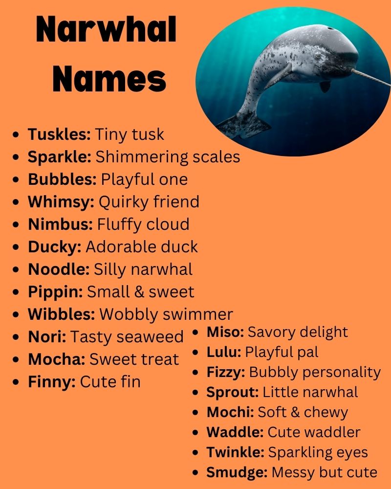 Narwhal Names 