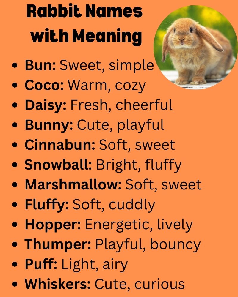 Rabbit Names