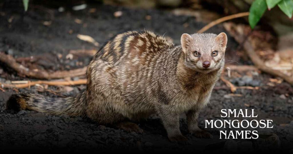 Small Mongoose Names