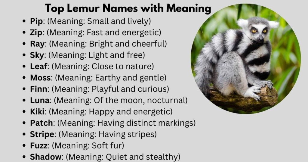 Top Lemur Names with Meaning