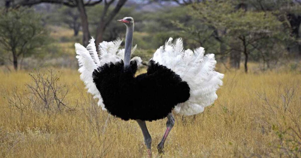 Unique Names for Ostrich