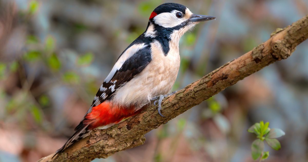 Woodpecker Names with Meanings