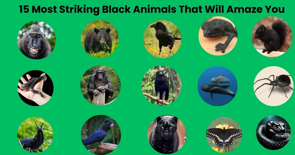 15 Most Striking Black Animals That Will Amaze You