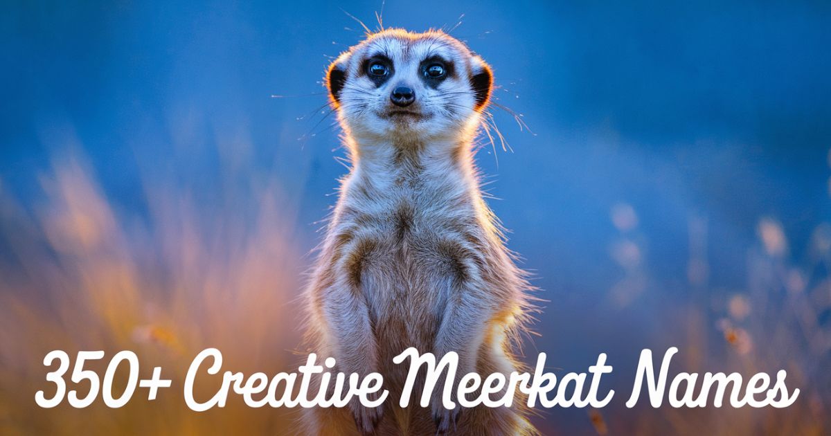 350+ Meerkat Names With Meanings [Cute Ideas]