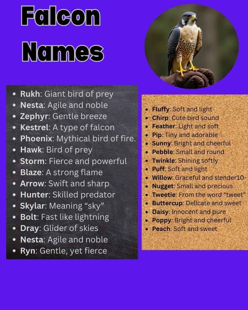 Falcon Names