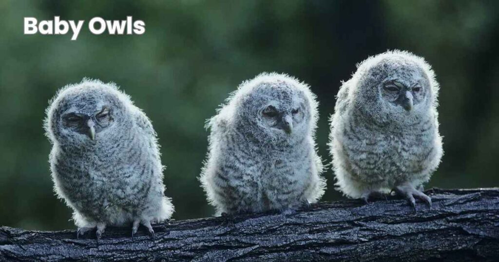 Baby Owl Names