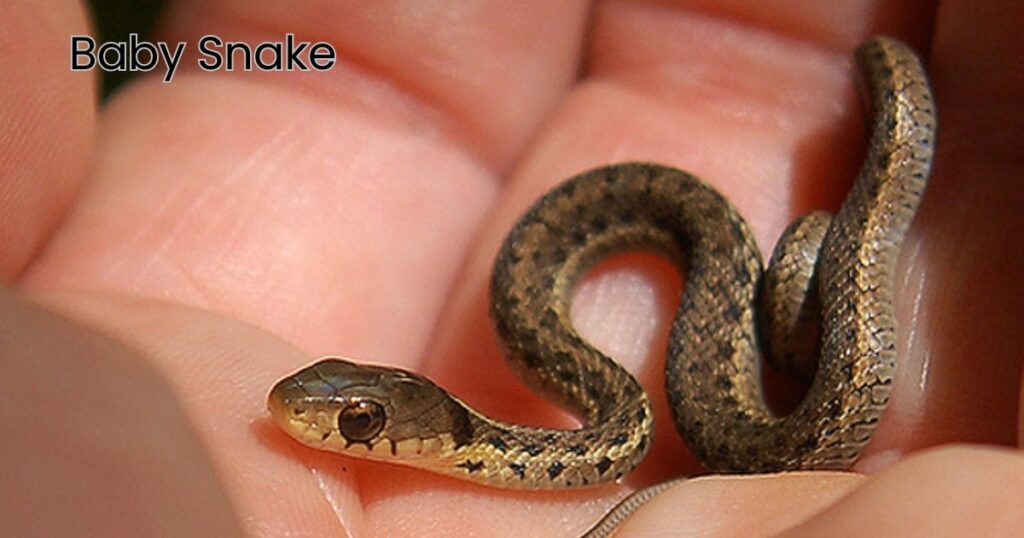 Baby Snake Names