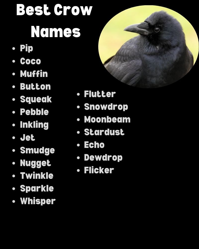 Best Crow Names (With Meanings)