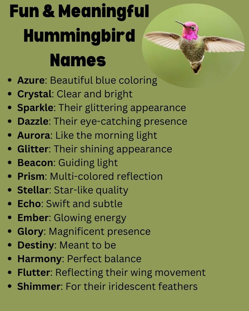 Best Hummingbird Names with Meaning