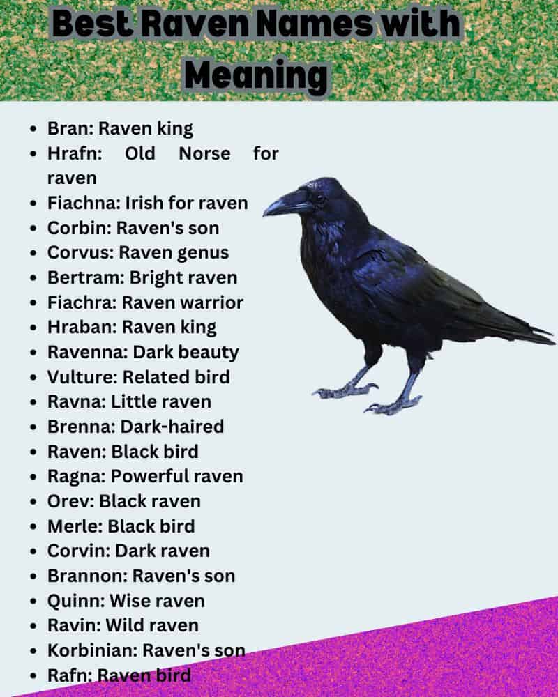 Best Raven Names with Meaning