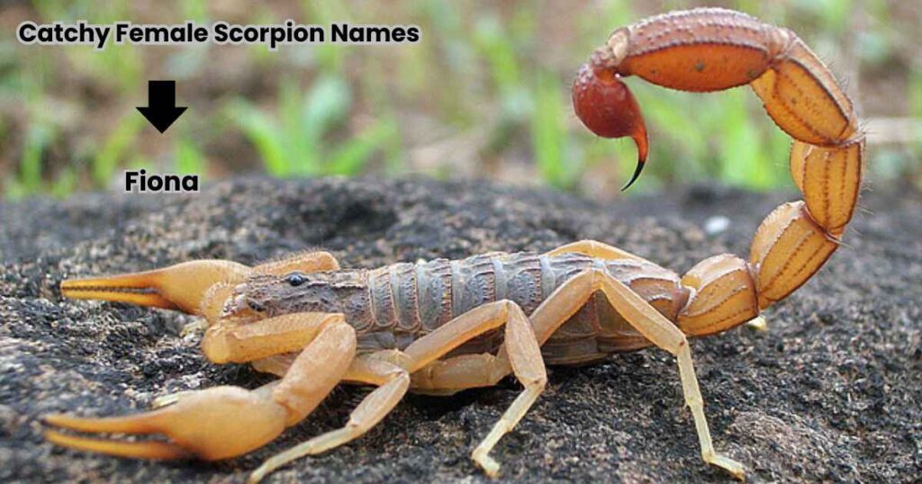 Catchy Female Scorpion Names