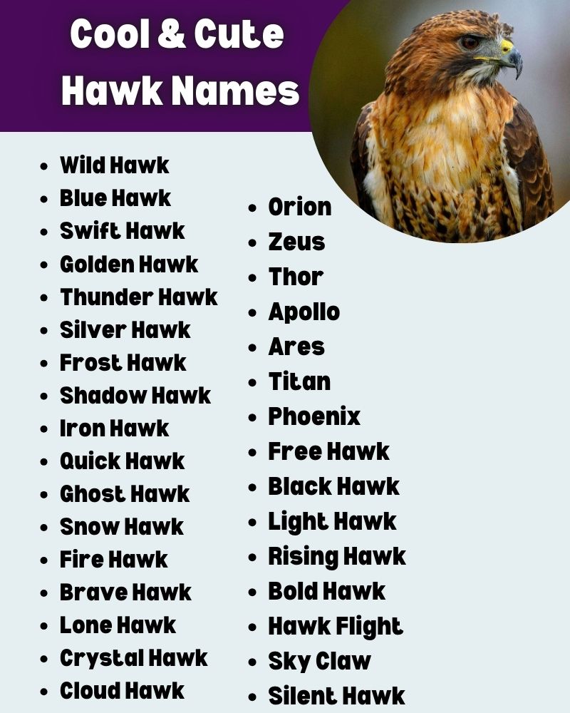 Cool & Cute Hawk Names infographic