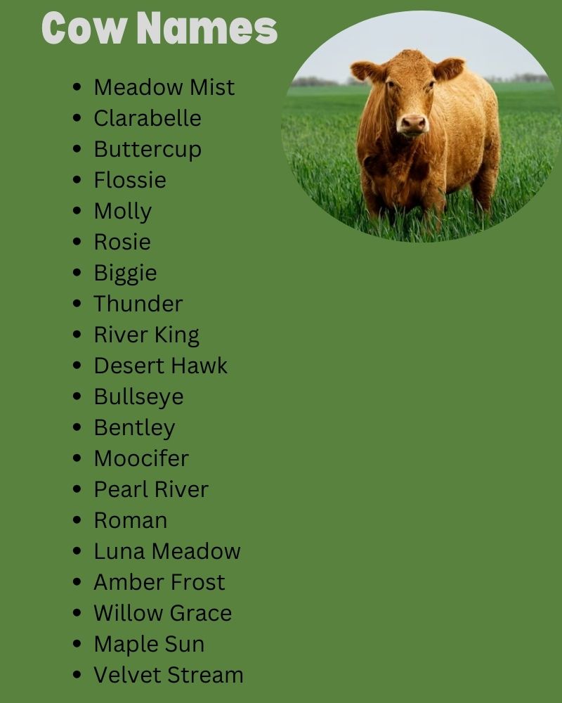 Cow Names