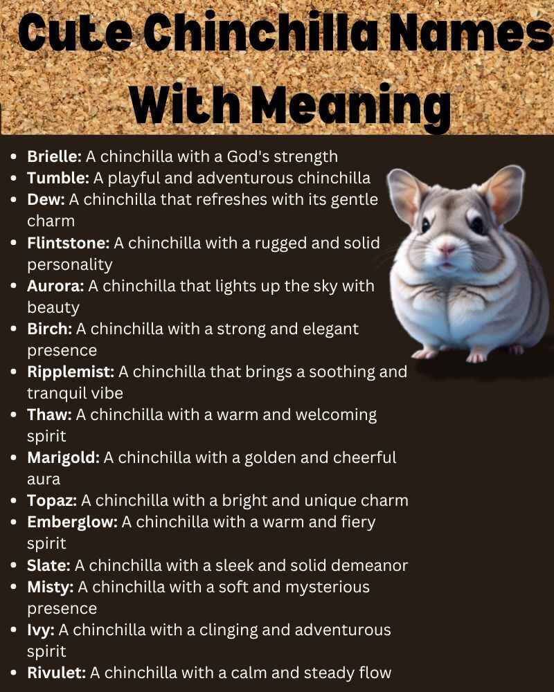 Cute Chinchilla Names  With Meaning