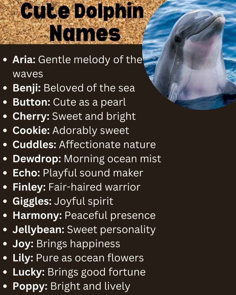 Cute Dolphin Names