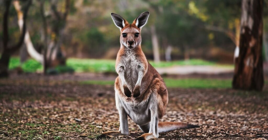 Cute Kangaroo Names