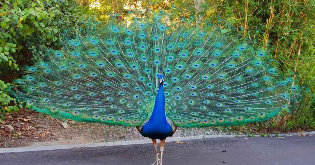 Famous Peacock Names