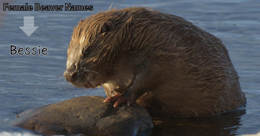 Female Beaver Names