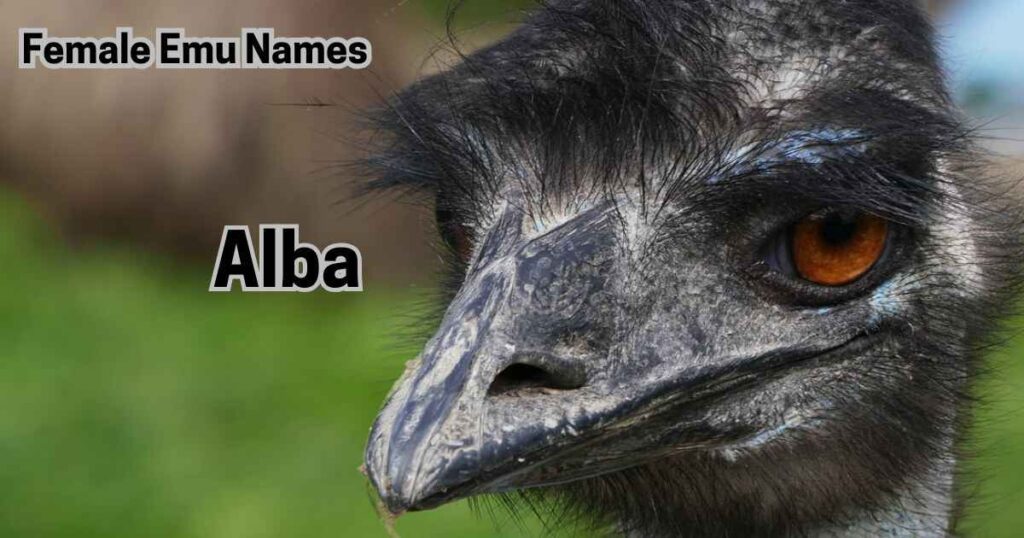 Female Emu Names 