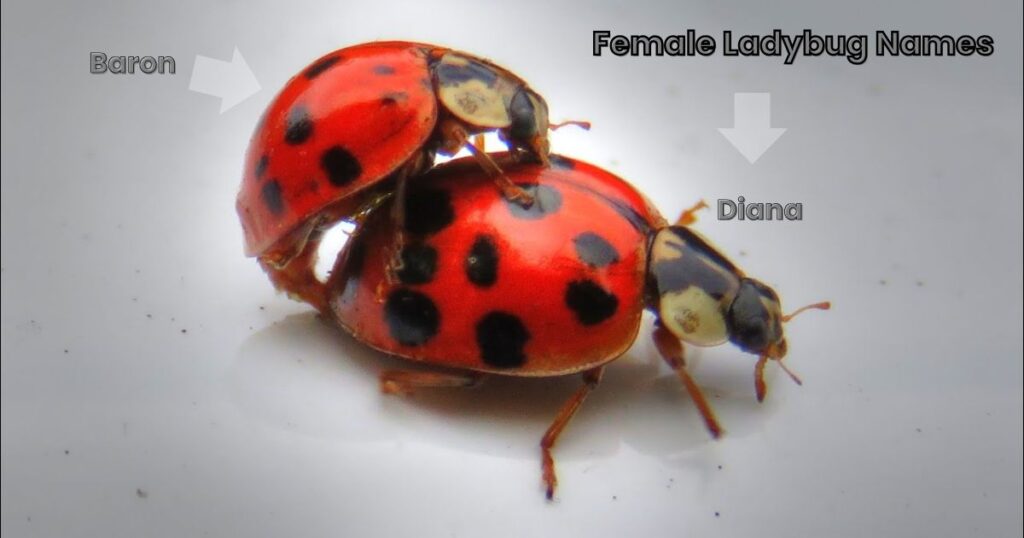 Female Ladybug Names