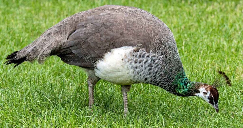 Female Peacock Names